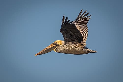 A brown pelican flies across the sky. Art Print